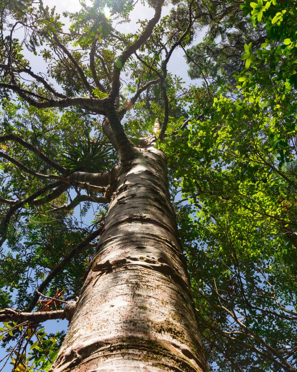 Baum